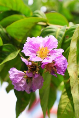 Güzel Jarul Çiçeği (Lagerstroemia speciosa), Kraliçe Crape-myrtle, Gaint Crape-myrtle