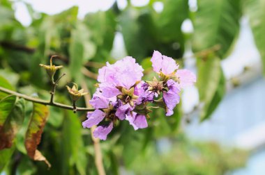 Güzel Jarul Çiçeği (Lagerstroemia speciosa), Kraliçe Crape-myrtle, Gaint Crape-myrtle