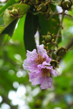 Güzel Jarul Çiçeği (Lagerstroemia speciosa), Kraliçe Crape-myrtle, Gaint Crape-myrtle
