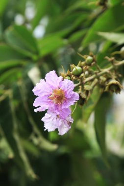 Güzel Jarul Çiçeği (Lagerstroemia speciosa), Kraliçe Crape-myrtle, Gaint Crape-myrtle