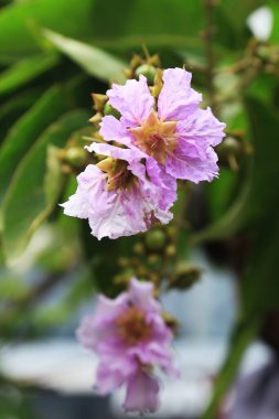 Güzel Jarul Çiçeği (Lagerstroemia speciosa), Kraliçe Crape-myrtle, Gaint Crape-myrtle