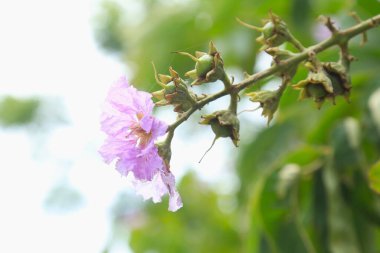Güzel Jarul Çiçeği (Lagerstroemia speciosa), Kraliçe Crape-myrtle, Gaint Crape-myrtle