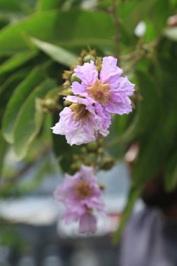 Güzel Jarul Çiçeği (Lagerstroemia speciosa), Kraliçe Crape-myrtle, Gaint Crape-myrtle