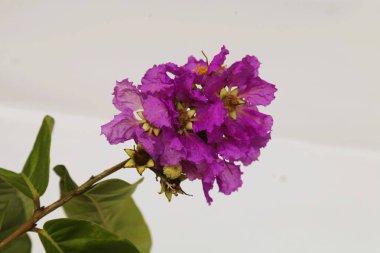 Güzel Jarul Çiçeği (Lagerstroemia speciosa), Kraliçe Crape-myrtle, Gaint Crape-myrtle