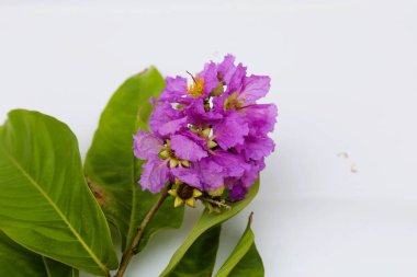 Güzel Jarul Çiçeği (Lagerstroemia speciosa), Kraliçe Crape-myrtle, Gaint Crape-myrtle