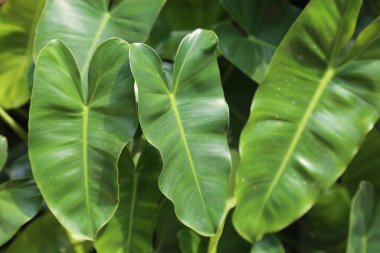 Doğa yaprakları, yeşil tropikal orman, arka plan illüstrasyon konsepti