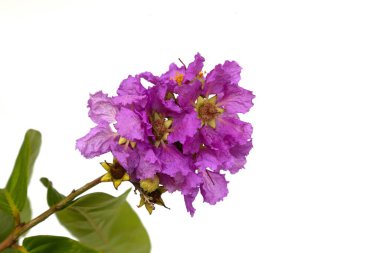 Güzel Jarul Çiçeği (Lagerstroemia speciosa), Kraliçe Crape-myrtle, Gaint Crape-myrtle