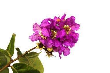 Güzel Jarul Çiçeği (Lagerstroemia speciosa), Kraliçe Crape-myrtle, Gaint Crape-myrtle