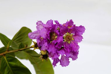 Güzel Jarul Çiçeği (Lagerstroemia speciosa), Kraliçe Crape-myrtle, Gaint Crape-myrtle