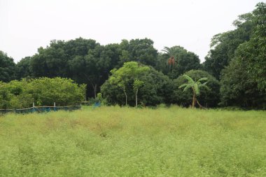 Kimyon tarlada baharat yetiştirme