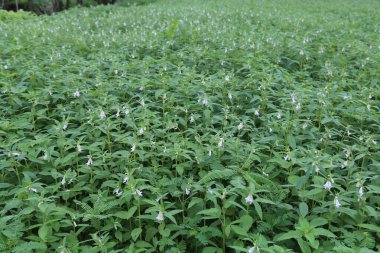 Susam tarlasında bal arılı beyaz çiçek.