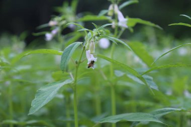 Susam tarlasında bal arılı beyaz çiçek.