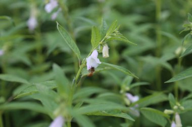 Susam tarlasında bal arılı beyaz çiçek.