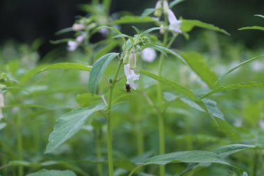 Susam tarlasında bal arılı beyaz çiçek.