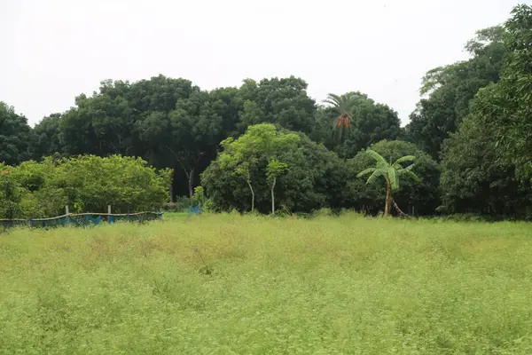 Kimyon tarlada baharat yetiştirme