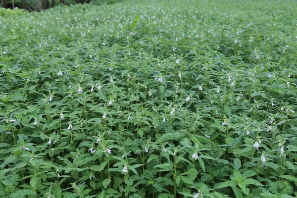 Susam tarlasında bal arılı beyaz çiçek.