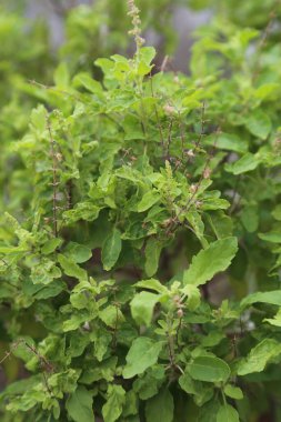 Güneşli bir günde bahçede Tulsi ya da Kutsal Fesleğen ağacı. Tulsi Ayurvedic tıpta kullanılır. Hoy fesleğen bitkisi - Tulsi bitkisi Ocimum tenuiflorum Ayurvedic Bitkisi.