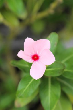 menekşe çiçekleri veya güzel ve çekici pembe renkte vinka çiçekleri.