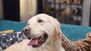 Altın Labrador Retriever 'ın dilini çıkararak nefes alışını kapat. Güzel köpek sahibinin yanında oturuyor ve kanepede dinleniyor. İnsanlar pofuduk evcil hayvanları elle okşar. Evcil hayvan kavramı.