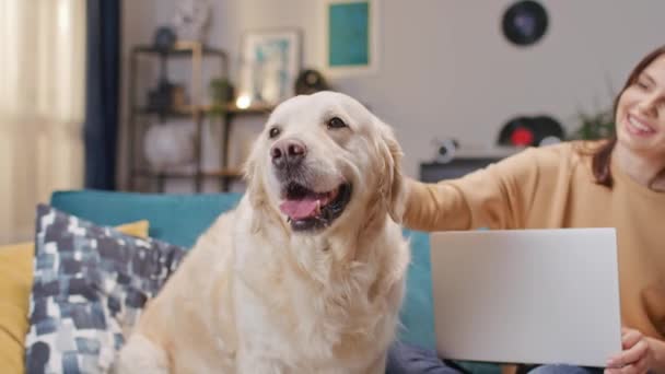 白人女人拿着手提电脑摸着毛茸茸的狗 阳性女性爱抚她的拉布拉多猎犬 快乐的狗用舌头呼吸 在家里玩的很开心爱护动物的概念 — 图库视频影像