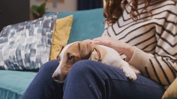 Retrato Jack Russell Terrier Acostado Vueltas Mujer Propietaria Sentada Sofá — Vídeos de Stock