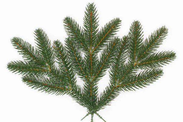 Christmas Tree Branch White Background Isolated New Year Fir Branch — Stock Photo, Image