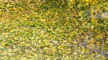 Çimlerin üzerinde sonbahar yaprakları. Yeşil çimlerde solmuş sarı sonbahar yaprakları. Güzel sonbahar manzarası. Sarı yapraklı ağaç dalları rüzgarda sallanıyor. Doğal doğa. Mevsimsel hava.