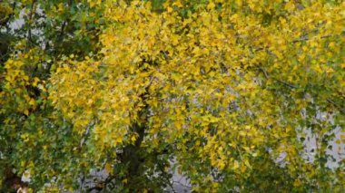 Sonbahar yaprakları rüzgarda sallanıyor. Sonbahar sarısı ve yeşil yapraklar rüzgarda titreyen bir ağacın dallarında. Sinema için güzel bir arka plan. Güzellik sonbahar doğası. Doğal duvar kağıdı. Yakın plan.