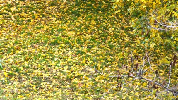 秋は草の上に葉 緑の芝生の上で枯れた黄色の秋の葉 美しい秋の風景 黄色の葉を持つ木の枝は風に揺れる 自然のままだ 季節の天候 — ストック動画