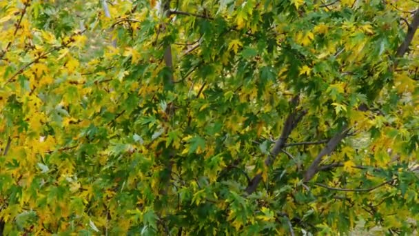 Φθινοπωρινά Φύλλα Κυριαρχούν Στον Άνεμο Φθινοπωρινά Κίτρινα Και Πράσινα Φύλλα — Αρχείο Βίντεο