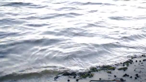 Κύματα Στην Αμμώδη Ακτή Θαλασσινά Κύματα Κυλούν Στην Ακτή Φύκια — Αρχείο Βίντεο