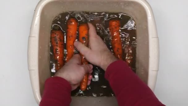 Man Washing Carrots Freshly Picked Fruits Orange Carrots Washed Clean — Stockvideo