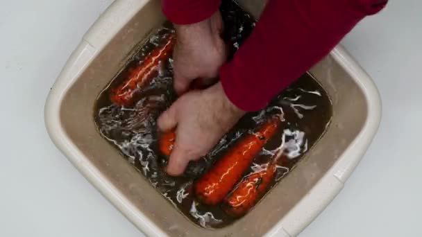 Cozinheiro Lava Cenouras Mãos Homens Cuidadosamente Lavam Cenouras Vermelhas Maduras — Vídeo de Stock