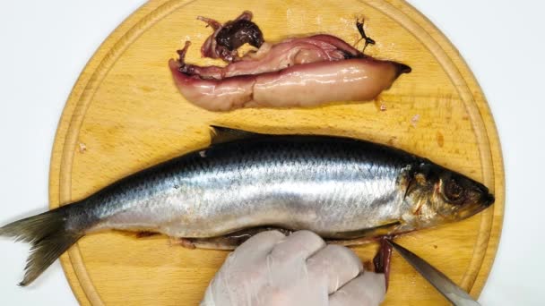 Krájím Ryby Zpomal Extrakce Vnitřností Sledě Obecného Vykuchat Tělo Mořské — Stock video