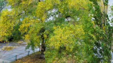 Ağaçlar rüzgarda sallanıyor. Sarı ve yeşil yapraklı ağaç dalları güçlü bir rüzgarda sallanıyor. Sonbahar portakal yaprakları rüzgarlı havada şehir sokaklarının arka planında. Ağaçlar kötü havada sallanır.