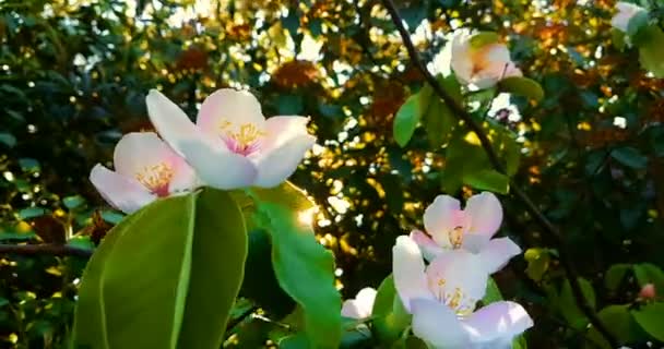 Våren Träd Med Blommor Grön Bakgrund Almond Blossom — Stockvideo