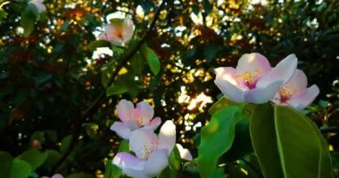 yeşil arka planda çiçekli bahar ağacı, badem