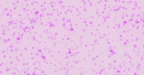Corona病毒和细胞感染 泡状颗粒 人抗体科学 生物学 病毒感染细胞和免疫 — 图库视频影像