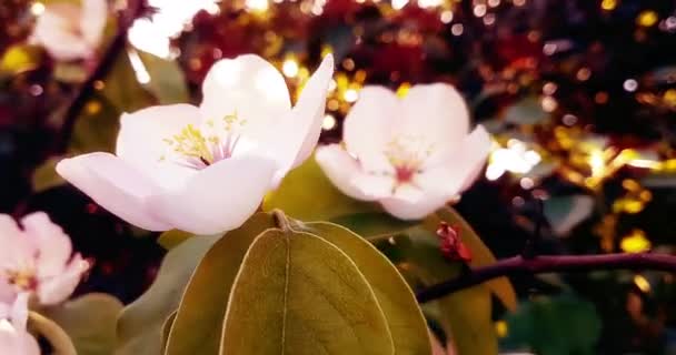 枝の上にピンクの花アーモンドの花が咲く春の木日の光が差し込む夕焼け空に太陽のフレア — ストック動画