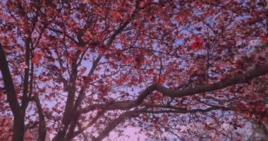 Açık mavi gökyüzü altında bahar moru ve pembe kiraz çiçekleriyle düşük açılı ağaçlar, bahar geliyor konsepti.
