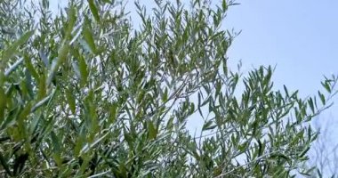 Yeşil zeytinli zeytin ağacı, güneş ışınlarıyla aydınlatılan yeşil zeytin ağacı, mavi gökyüzünün altında rüzgarda usulca sallanan zeytin ağacı, zeytin hasadı konsepti ve yaklaşan