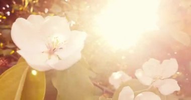 Bahar ağacı pembe çiçekli badem çiçeği bir dalda, günbatımı gökyüzünde güneş ışığıyla parıldıyor.