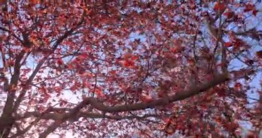 Açık mavi altında bahar moru ve pembe kiraz çiçekleriyle düşük açılı ağaçların görüntüsü.