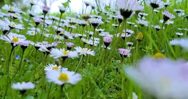 Весна, біла ромашка квіткове поле луг, поле білих ромашок, що махають з точкою зору знизу, концепція весни, що наближається природи, — стокове відео