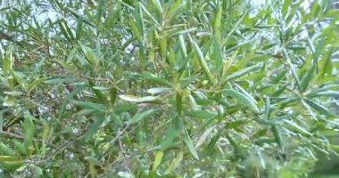 Yeşil zeytinli zeytin ağacı, güneş ışınlarıyla aydınlatılmış yeşil zeytin ağacı, rüzgarda usulca sallanıyor.
