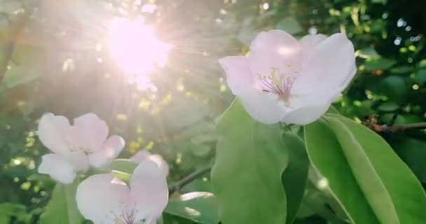 Vår träd med rosa blommor mandel blomma på en gren bakgrund, på solnedgången himmel med dagsljus med sol — Stockvideo