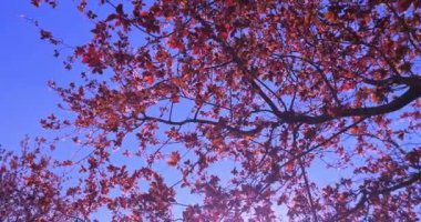 Bahar moru ve pembe kiraz çiçekleri olan ağaçların alçak açılı görüntüsü berrak mavi gökyüzü altında, bahar kavramı.