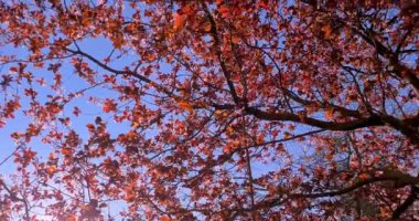 Bahar moru ve pembe kiraz çiçekleri olan ağaçların alçak açılı görüntüsü berrak mavi gökyüzü altında, bahar kavramı.