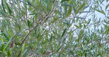 Yeşil zeytinli zeytin ağacı, güneş ışınlarıyla aydınlatılan yeşil zeytin ağacı, mavi gökyüzünün altında rüzgarda usulca sallanan zeytin ağacı, zeytin hasadı konsepti ve yaklaşan