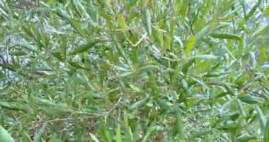 Yeşil zeytinli zeytin ağacı, güneş ışınlarıyla aydınlatılan yeşil zeytin ağacı, mavi gökyüzünün altında rüzgarda usulca sallanan zeytin ağacı, zeytin hasadı konsepti ve yaklaşan
